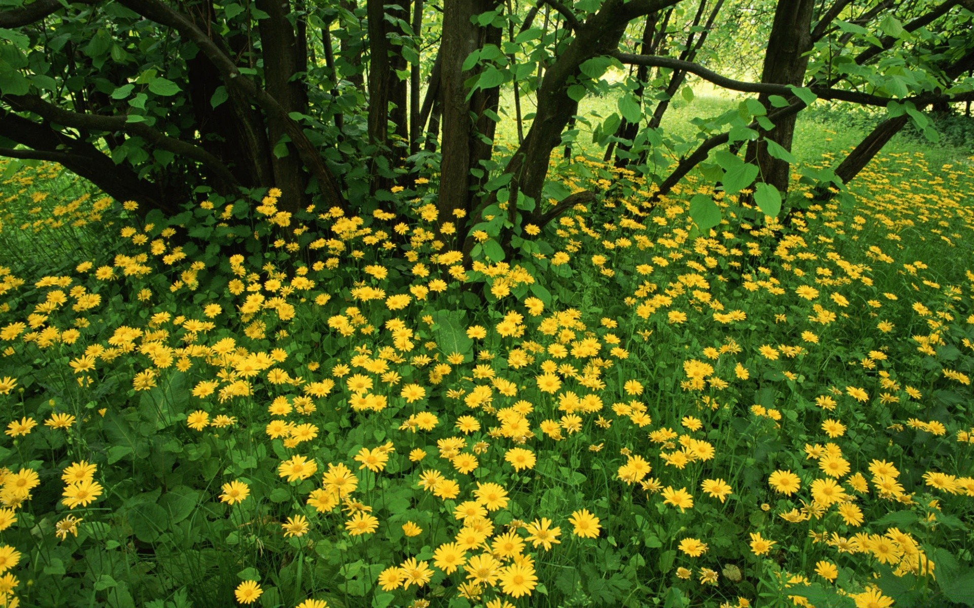 landscapes flower nature flora leaf garden summer floral outdoors park season growth blooming bright grass fair weather color sun petal environment