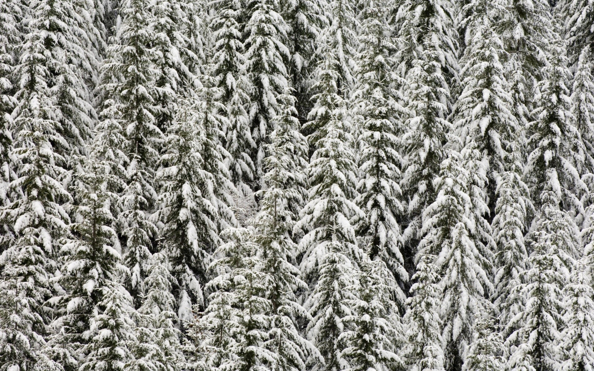 пейзажи шерсть шаблон рабочего стола текстура ткань текстиль ковер дизайн нить свитер аннотация цвет крупным планом волокна зима сотка ремесло