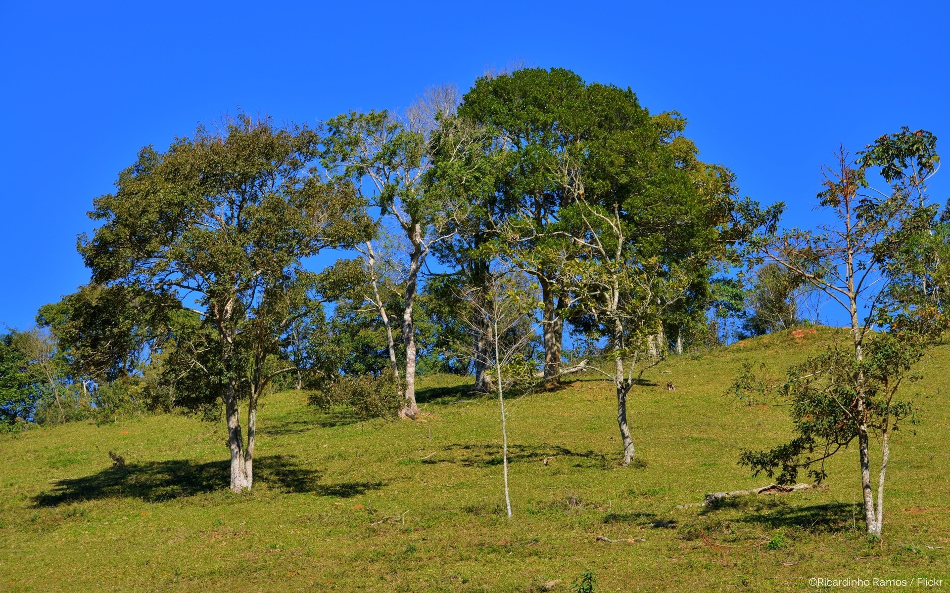 manzara ağaç manzara doğa çimen ahşap gökyüzü açık havada yaz kırsal kırsal saman flora çevre doğal park manzara ülke alan güzel hava