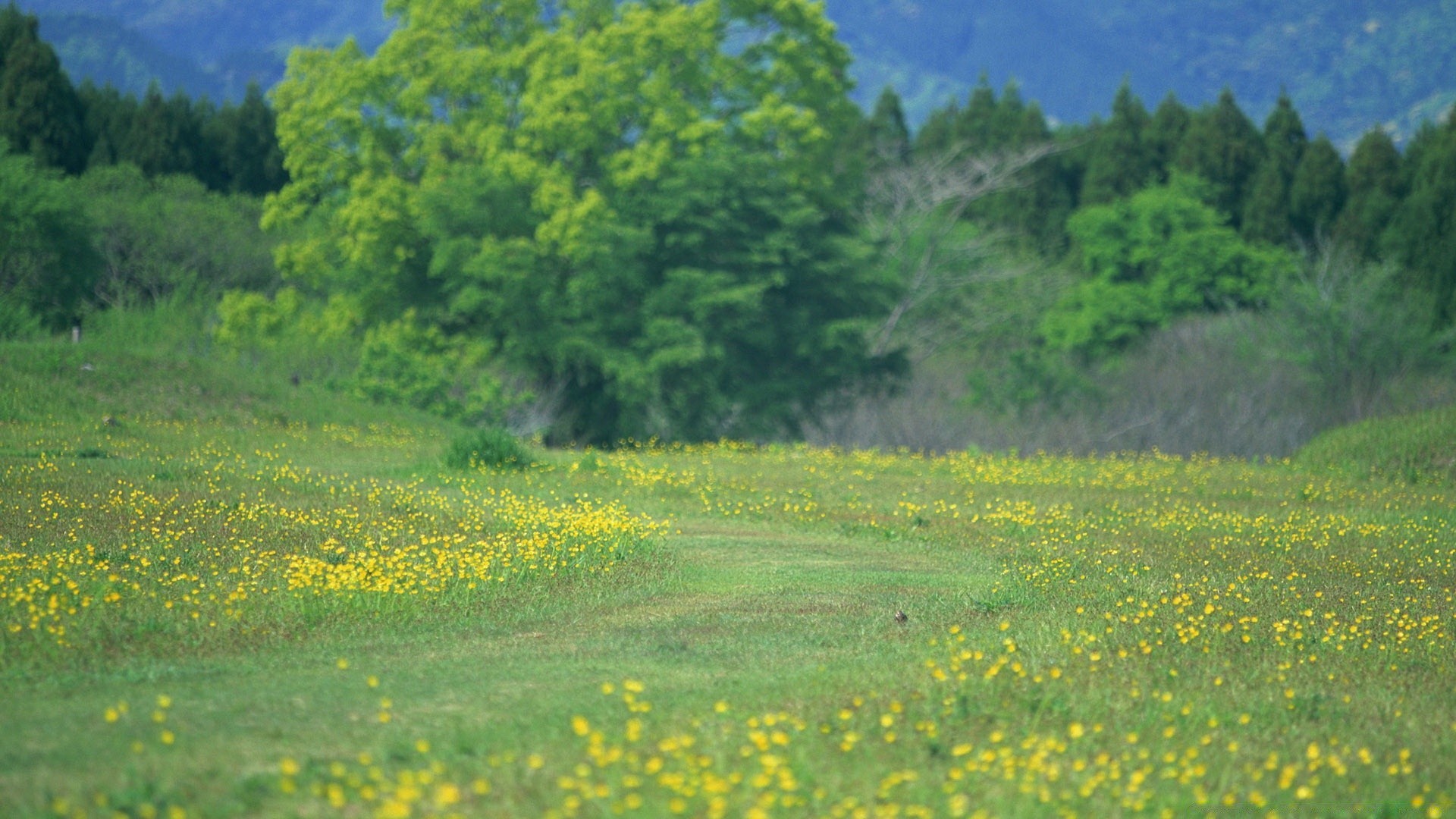 paisaje paisaje naturaleza campo rural heno flor árbol agricultura verano al aire libre hierba escénico campo flora madera escena medio ambiente granja pastizales