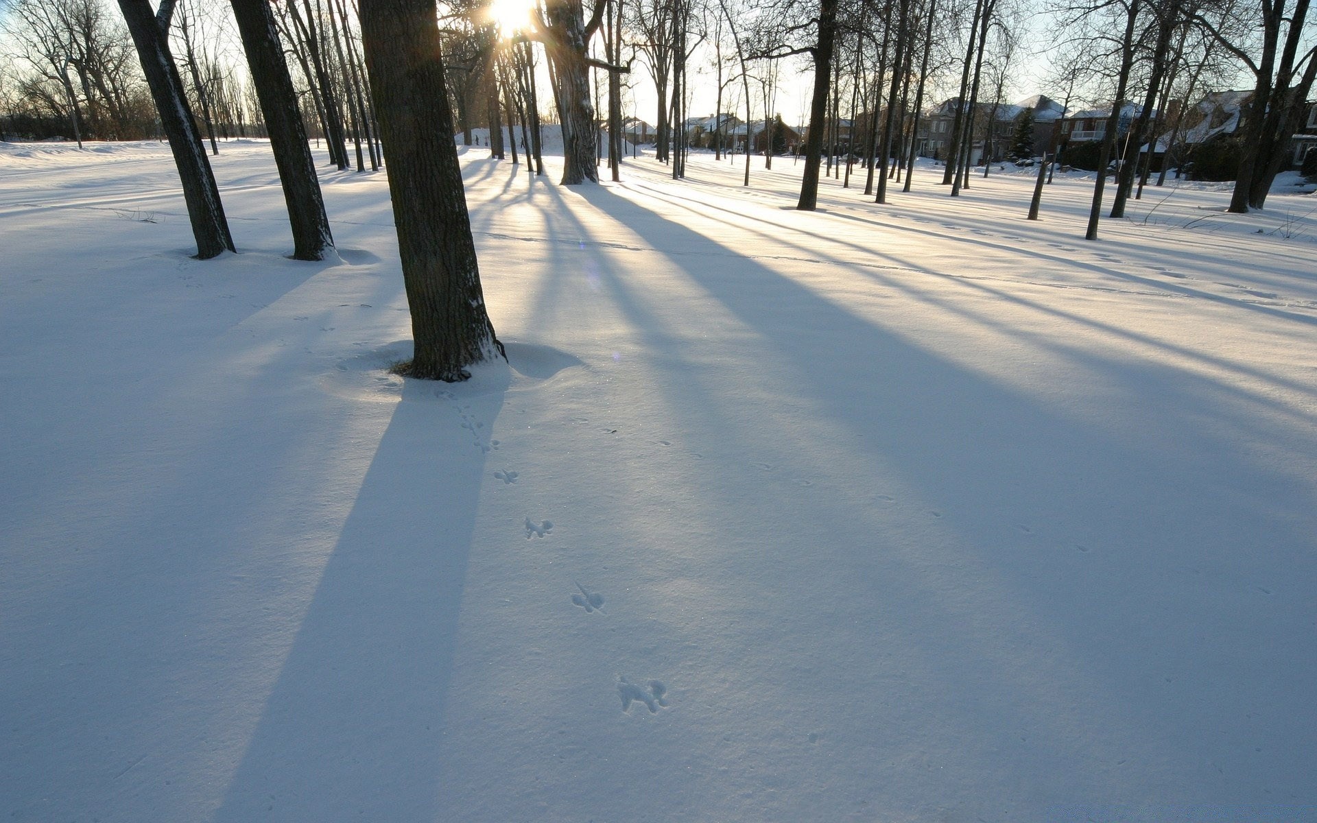 landscapes snow winter landscape cold road frost ice tree frozen weather guidance fog snowstorm wood light