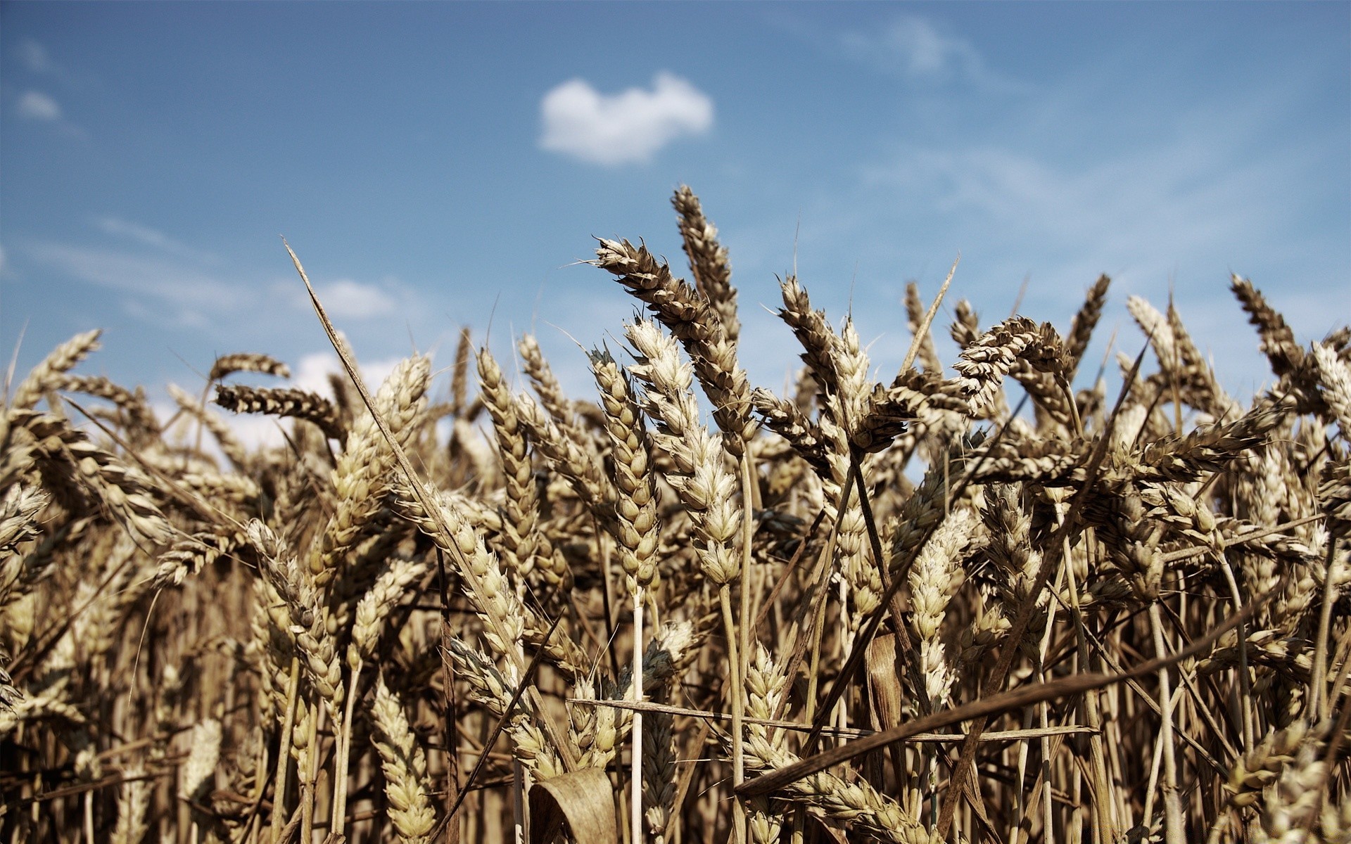 landscapes cereal wheat straw crop corn pasture seed bread agriculture rural farm rye food field barley gold growth meat countryside country