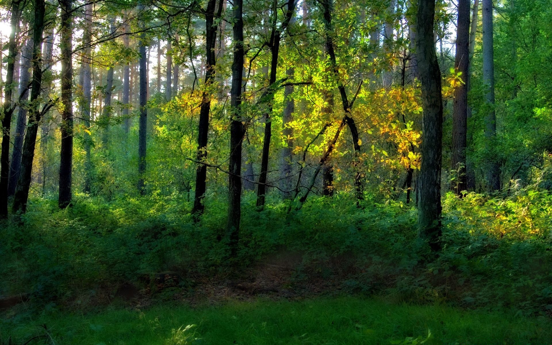 krajobrazy drewno krajobraz drzewo natura park liść dobra pogoda środowisko malownicze bujne słońce jesień na zewnątrz sezon przewodnik świt droga krajobrazy światło dzienne