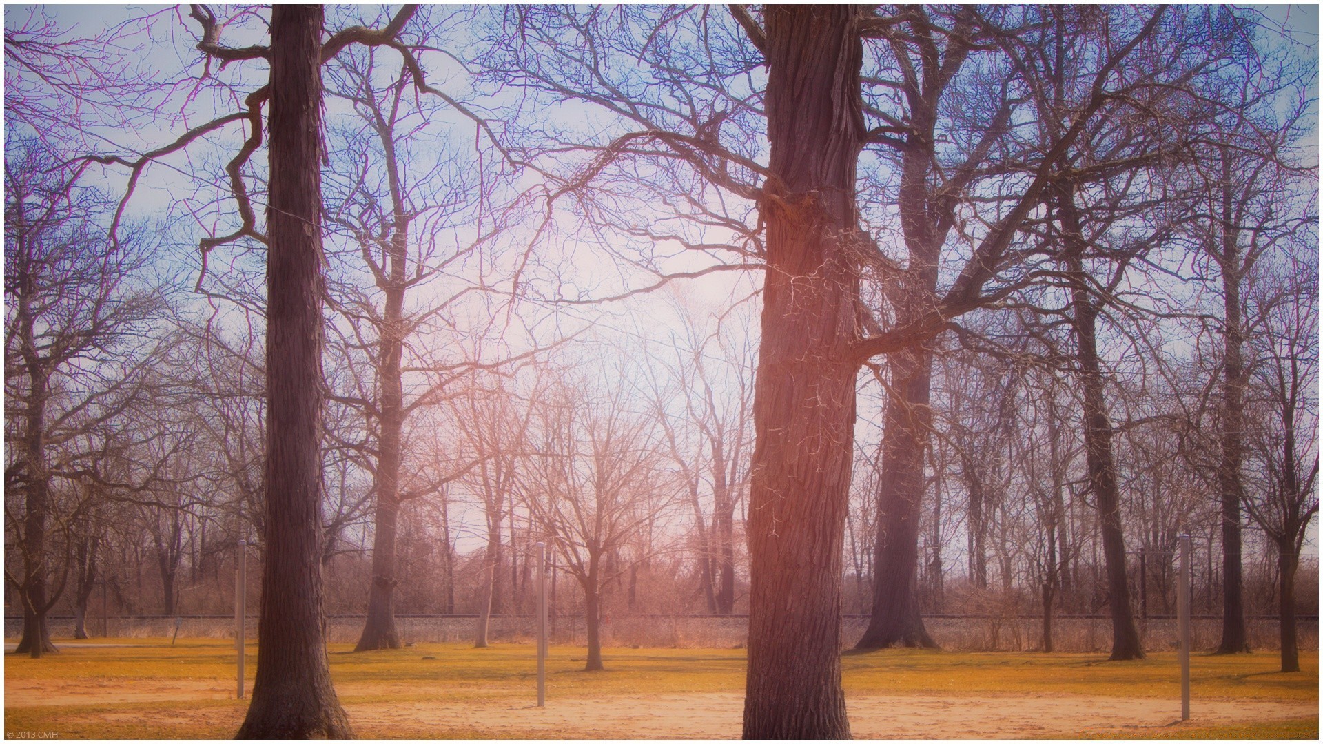 paesaggio albero legno autunno paesaggio parco ramo natura all aperto alba scenico ambiente stagione luce inverno bel tempo luce del giorno foglia tronco quercia