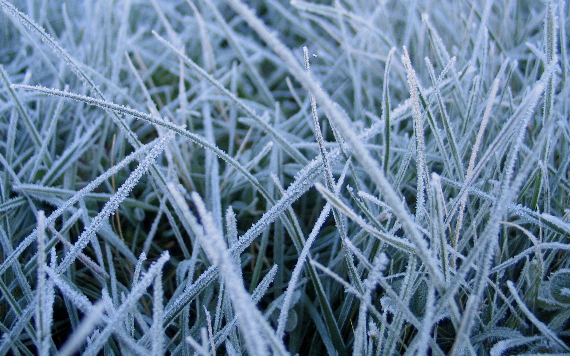 paesaggio gelo erba congelato natura flora gelido inverno neve desktop all aperto stagione freddo foglia ghiaccio texture meteo ghiacciato close-up