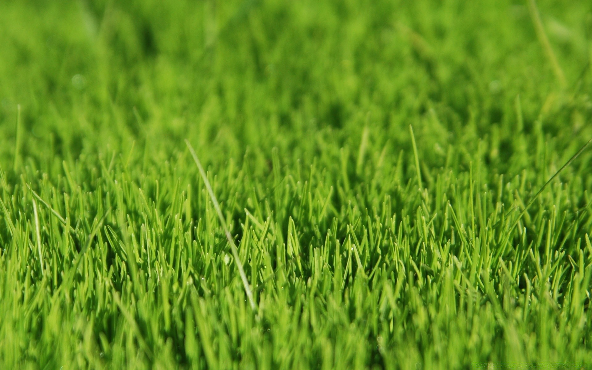 landschaft gras wachstum rasen feld rasen heuhaufen flora üppig boden umwelt klinge blatt boden garten landwirtschaft sommer bauernhof hof ökologie frische