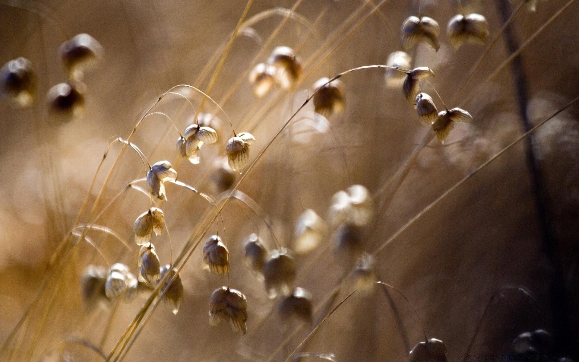 paesaggi natura oro chimica atomo particelle ragno sfocatura biologia