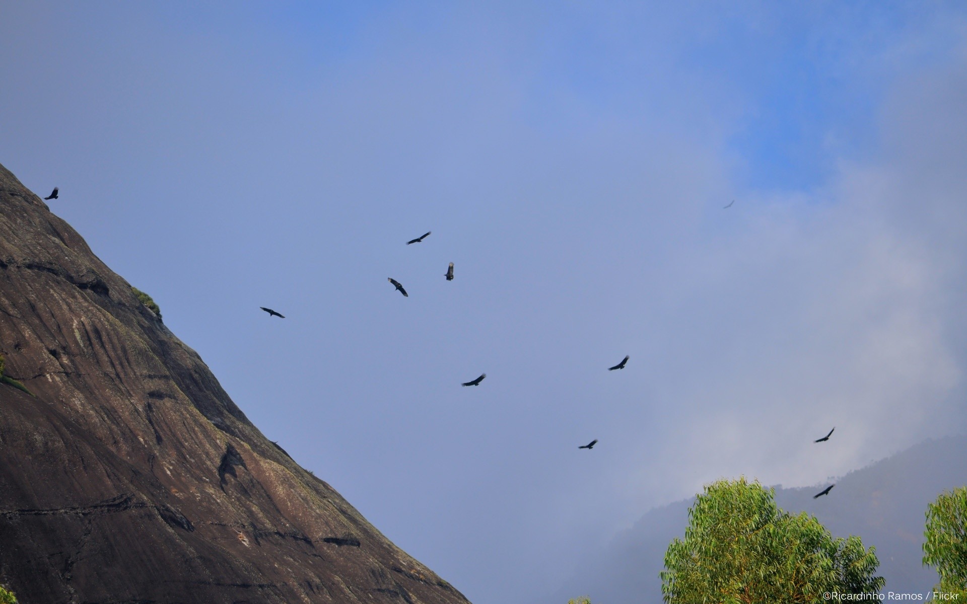 Falling bird. Птицы кружат. Стая птиц в горах. Коршун в небе. Гора птичий нос.