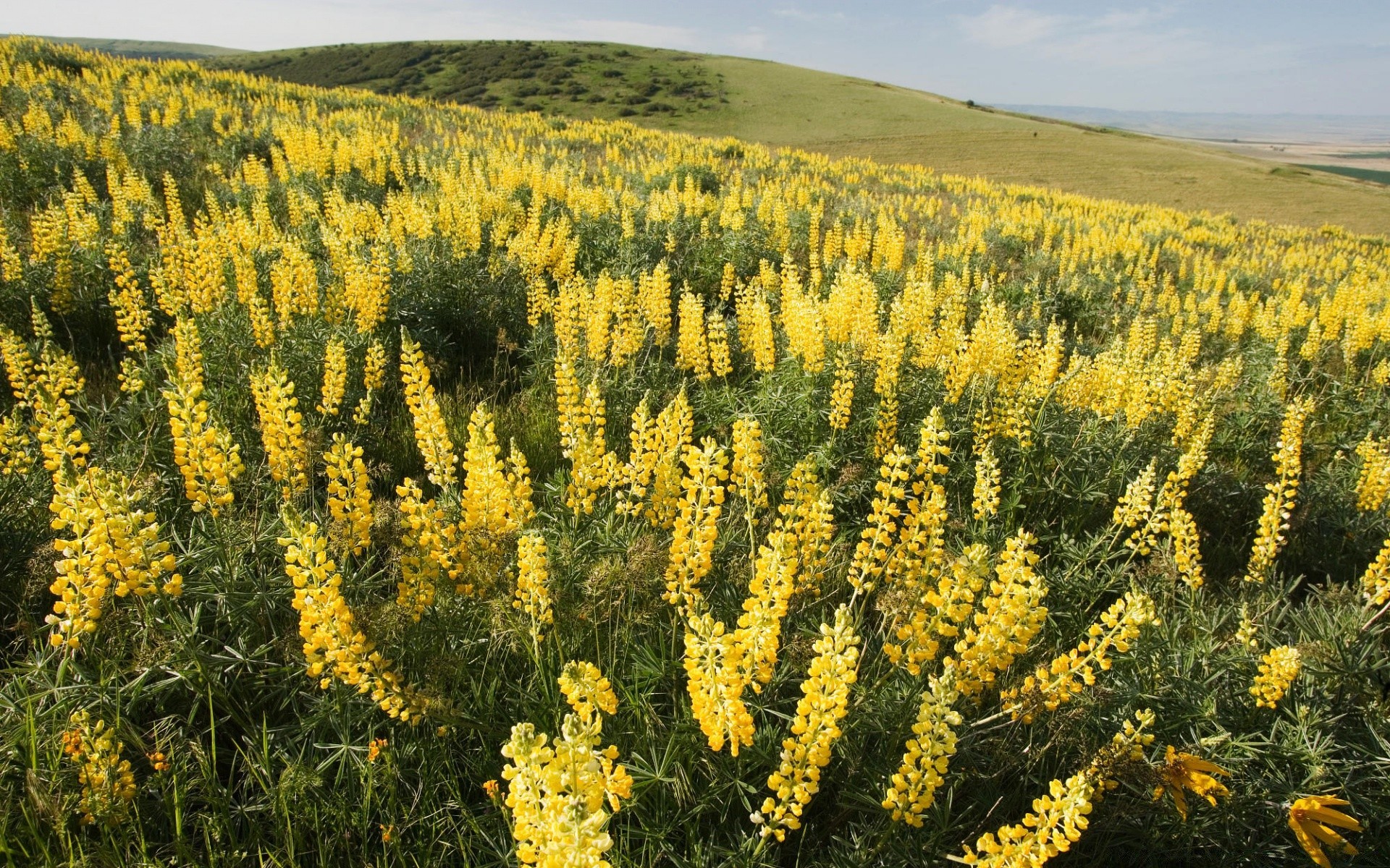 paysage nature à l extérieur fleur flore champ été paysage foin beau temps croissance herbe soleil agriculture