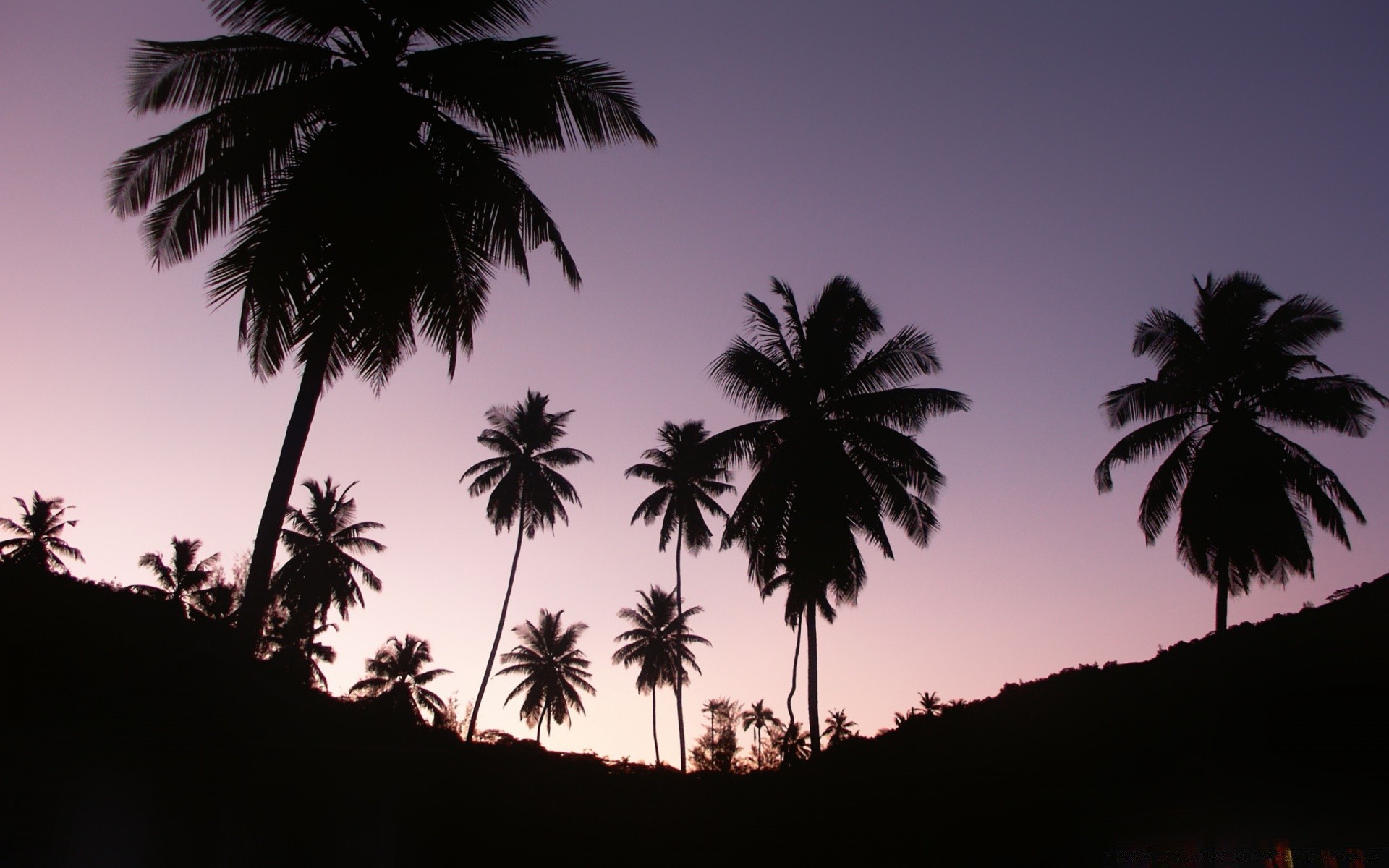 paysage palm plage arbre mer tropical noix de coco idylle île station soleil exotique voyage vacances sable détente rétro-éclairé paysage