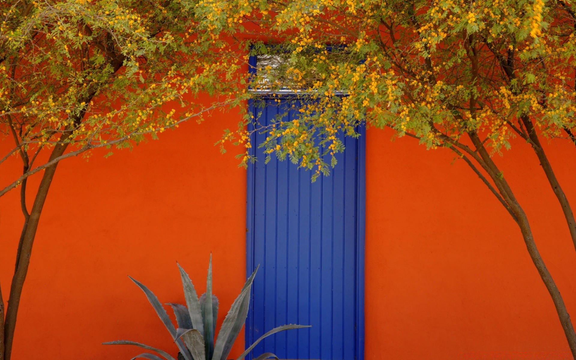 paesaggio foglia autunno albero natura legno colore desktop flora ramo all aperto luminoso