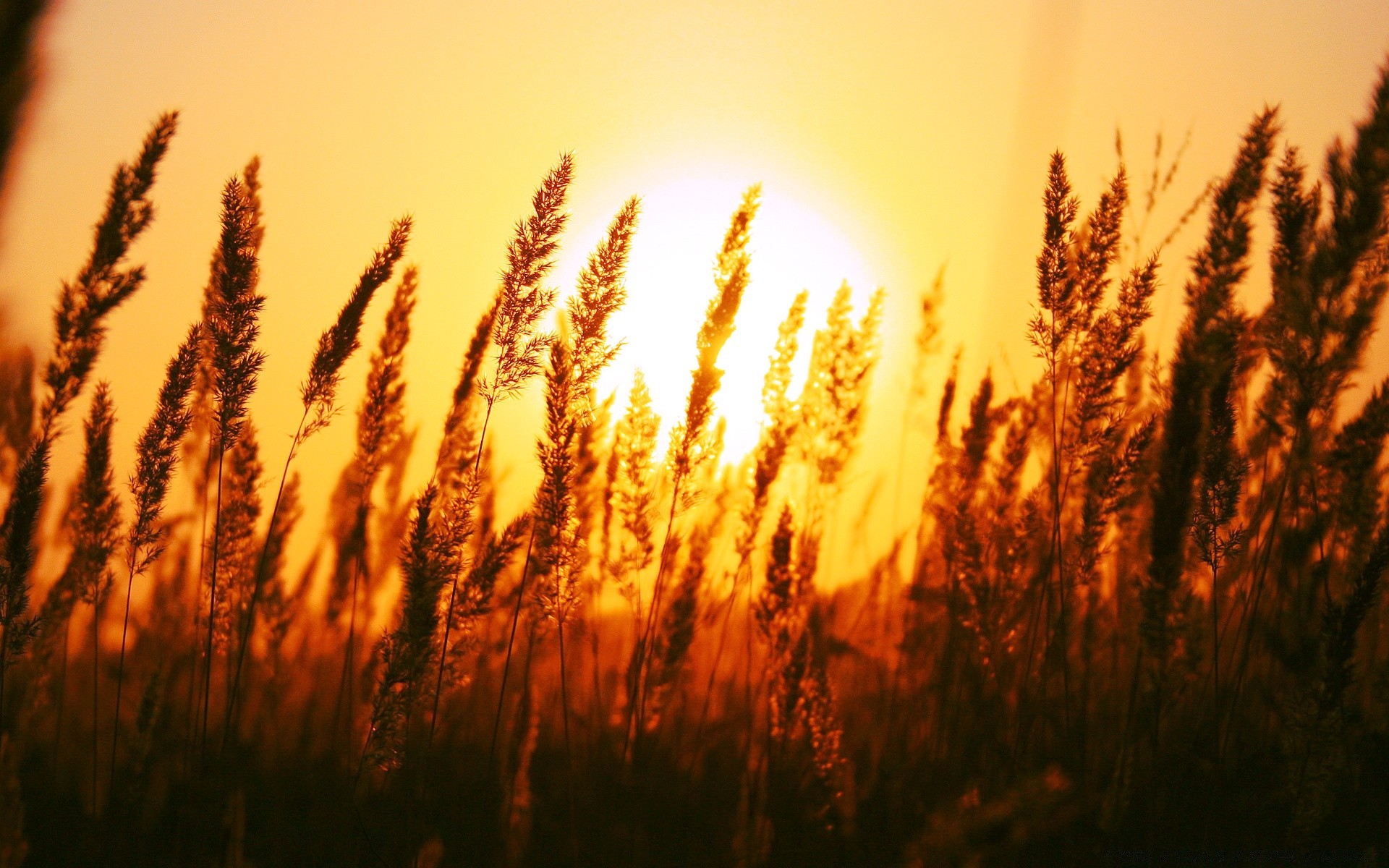 paesaggio cereali grano sole tramonto alba autunno rurale crescita natura oro pane mais bel tempo all aperto campo erba pascolo paesaggio fattoria