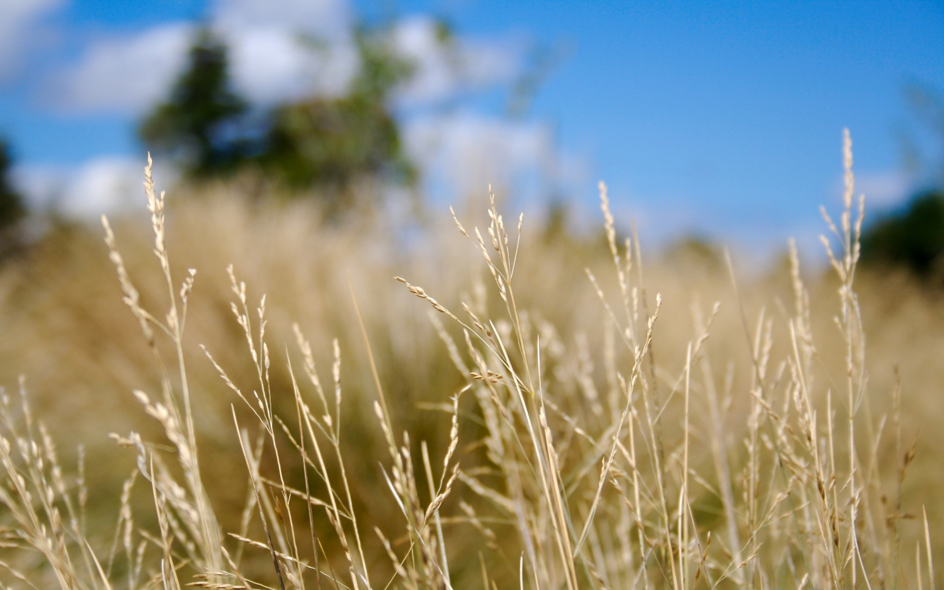 paesaggio natura sole rurale bel tempo erba estate campo grano crescita all aperto cielo pascolo cereali alba campagna terreno agricolo luminoso mais paglia