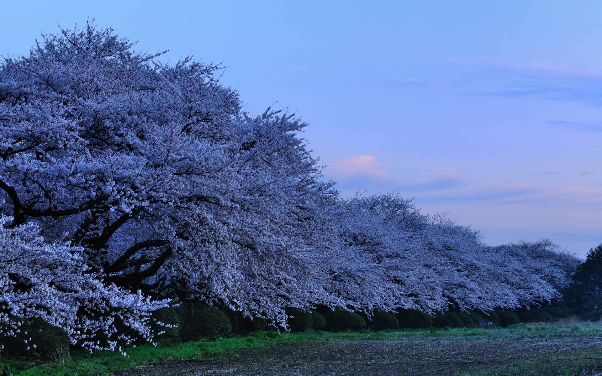 landschaft baum landschaft winter jahreszeit schnee natur frost holz park landschaftlich wetter kälte filiale im freien landschaft szene landschaft des ländlichen