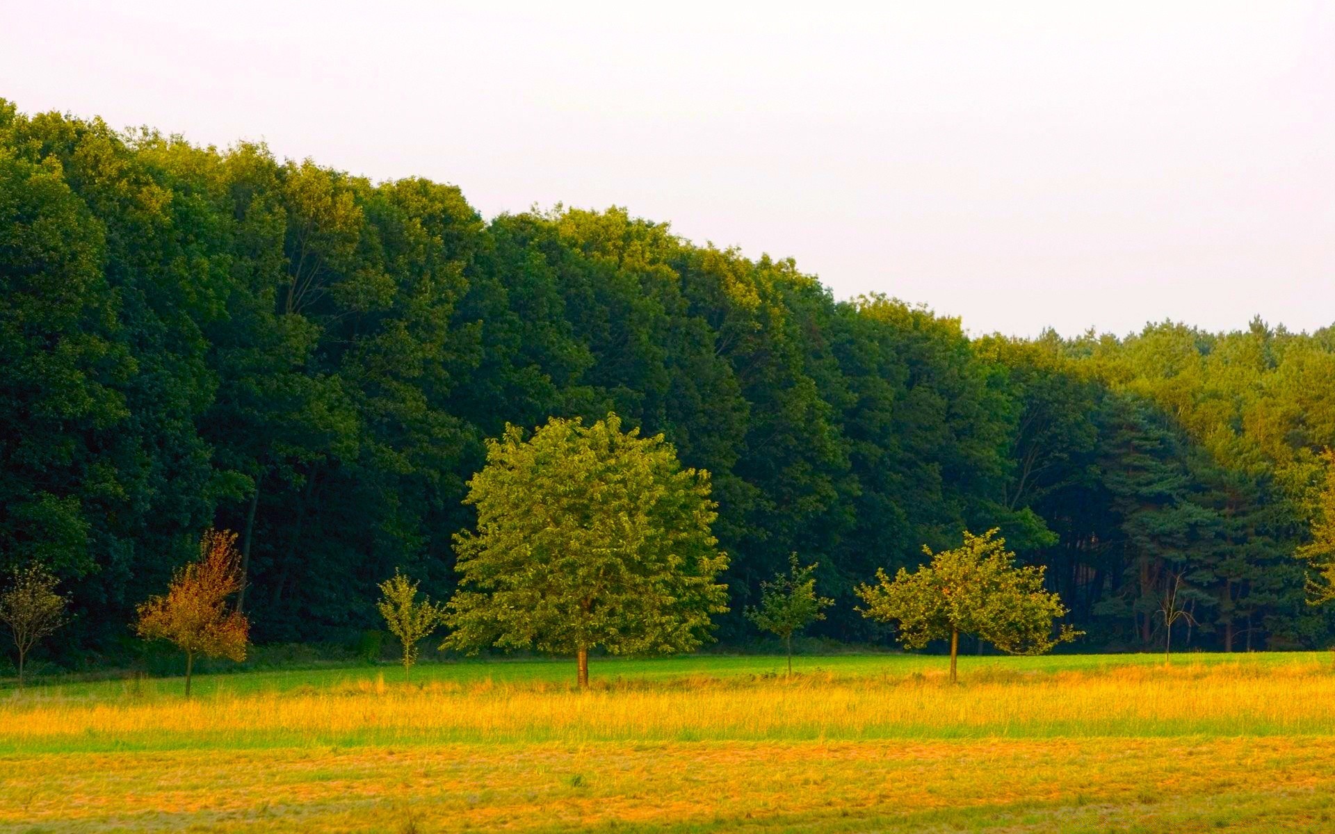 landscapes landscape tree nature field countryside rural summer outdoors hayfield sky grass fair weather agriculture wood scenic idyllic farm sun pasture