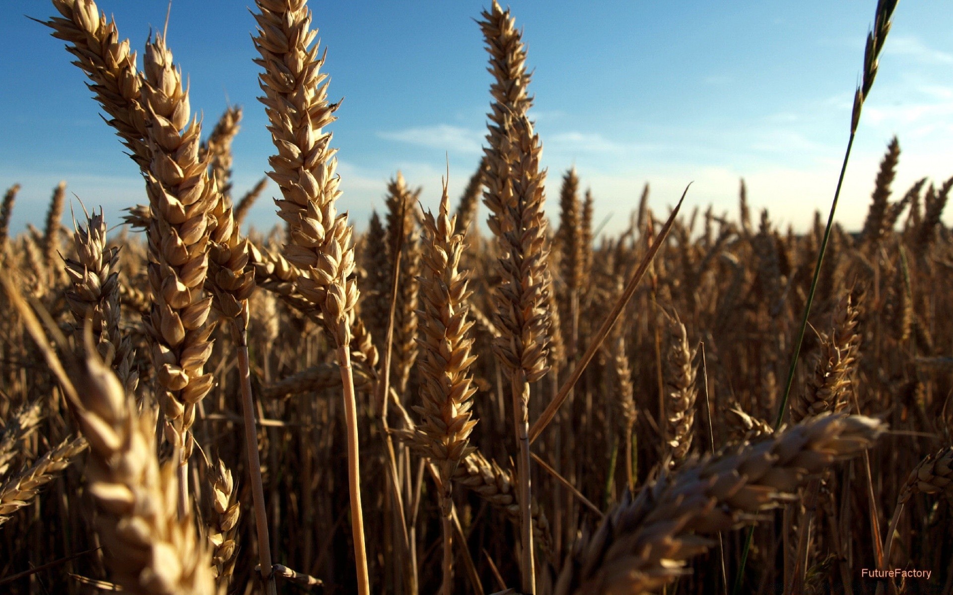 landscapes wheat cereal bread rye pasture corn straw crop rural farm barley gold seed agriculture spike field meat flour food countryside