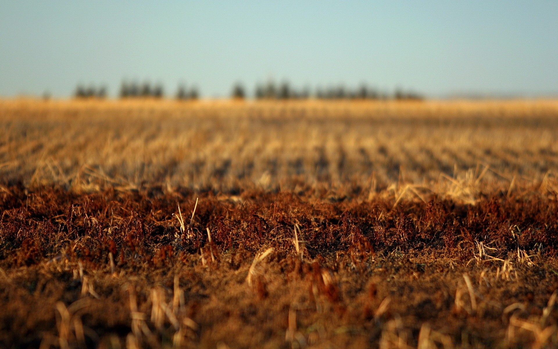 landscapes agriculture field farm landscape cropland cereal crop pasture outdoors nature sunset soil wheat growth corn dry sky country rural