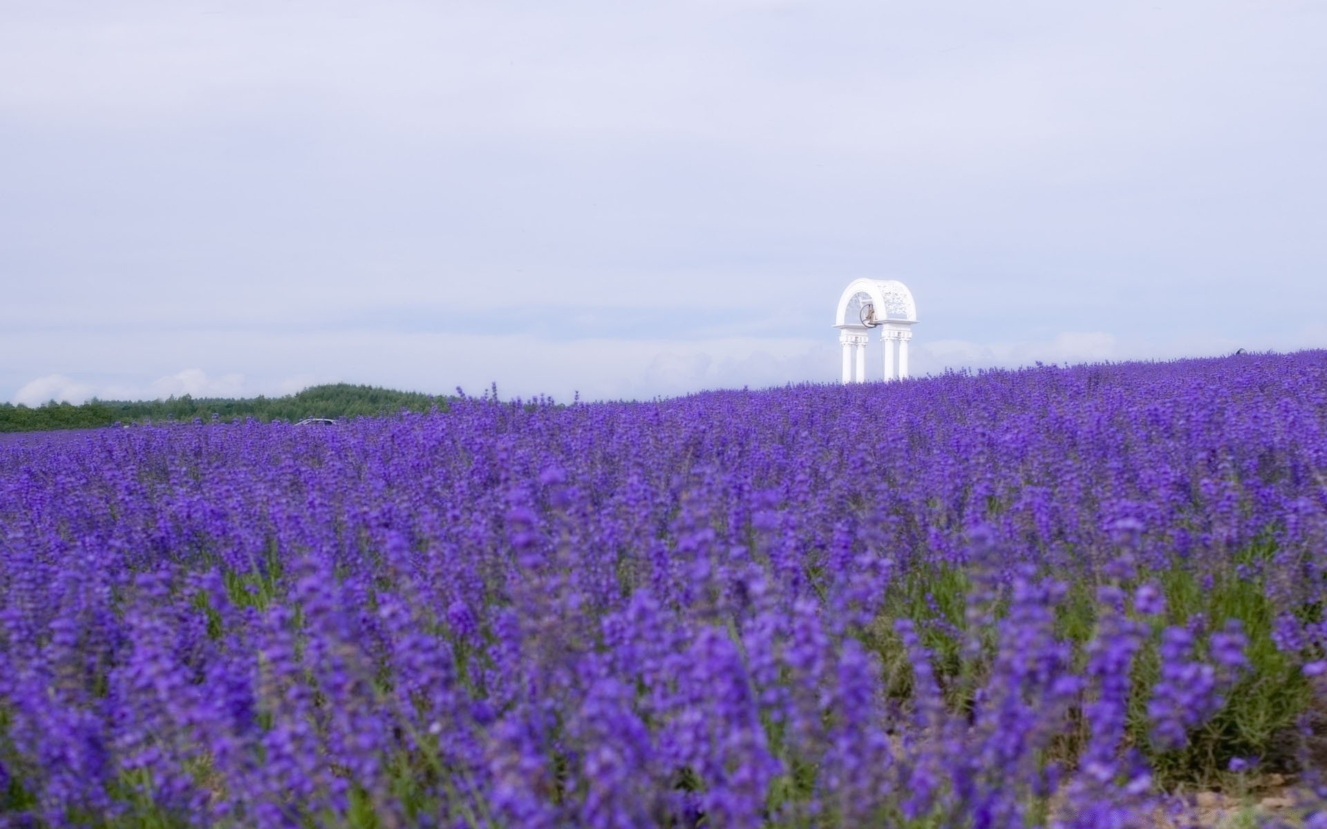 landscapes landscape flower field agriculture rural nature summer outdoors flora hayfield countryside sky growth farm environment daylight grassland grass season