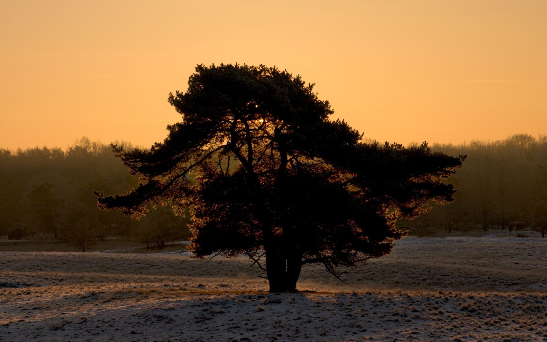 landscapes dawn sunset tree fog landscape mist backlit evening winter outdoors sun fall water placid nature dusk