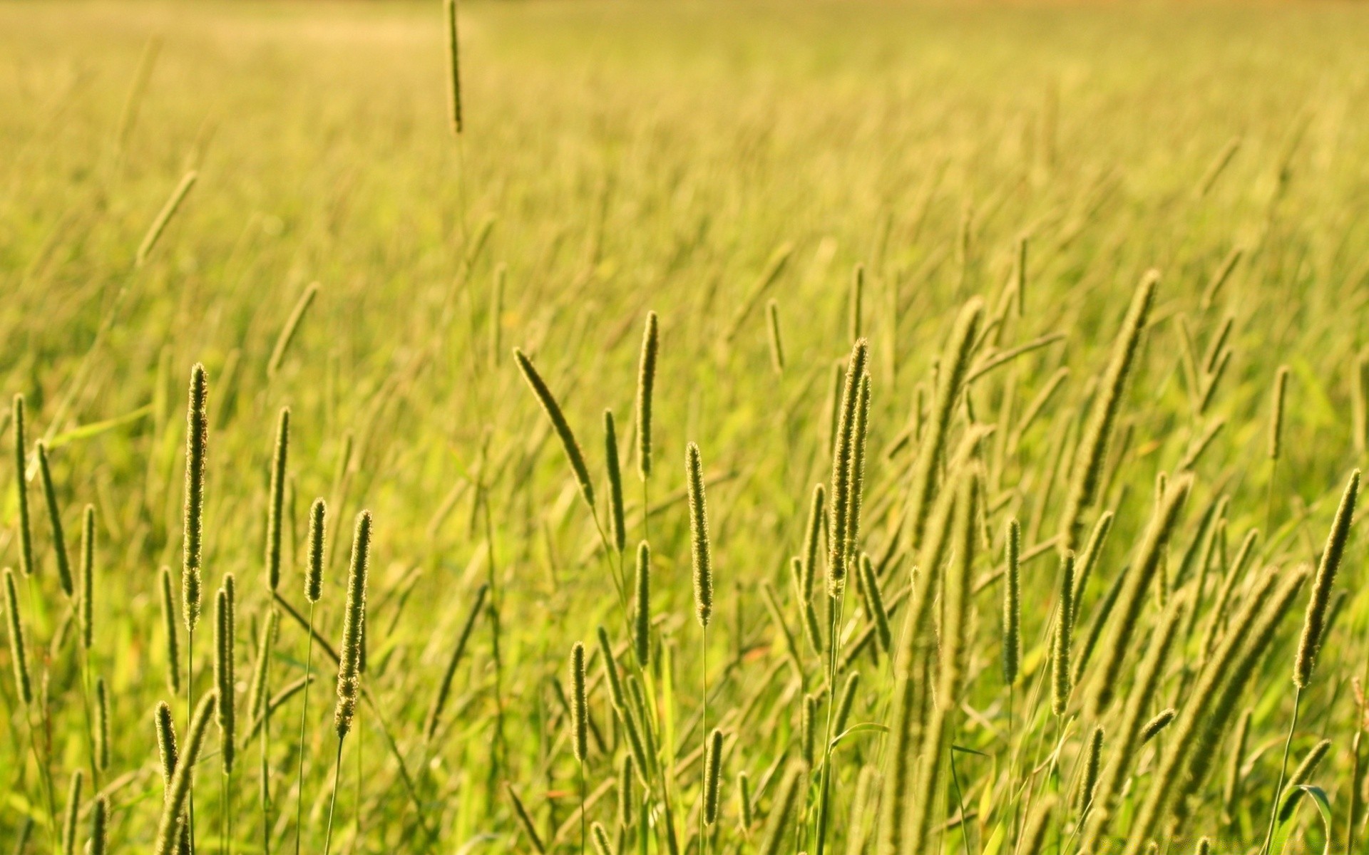 परिदृश्य क्षेत्र गुच्छे ग्रामीण घास विकास गेहूं खेत चारागाह फसल घास का मैदान कृषि खेत ग्रामीण इलाकों प्रकृति गर्मी वनस्पति देश सूरज