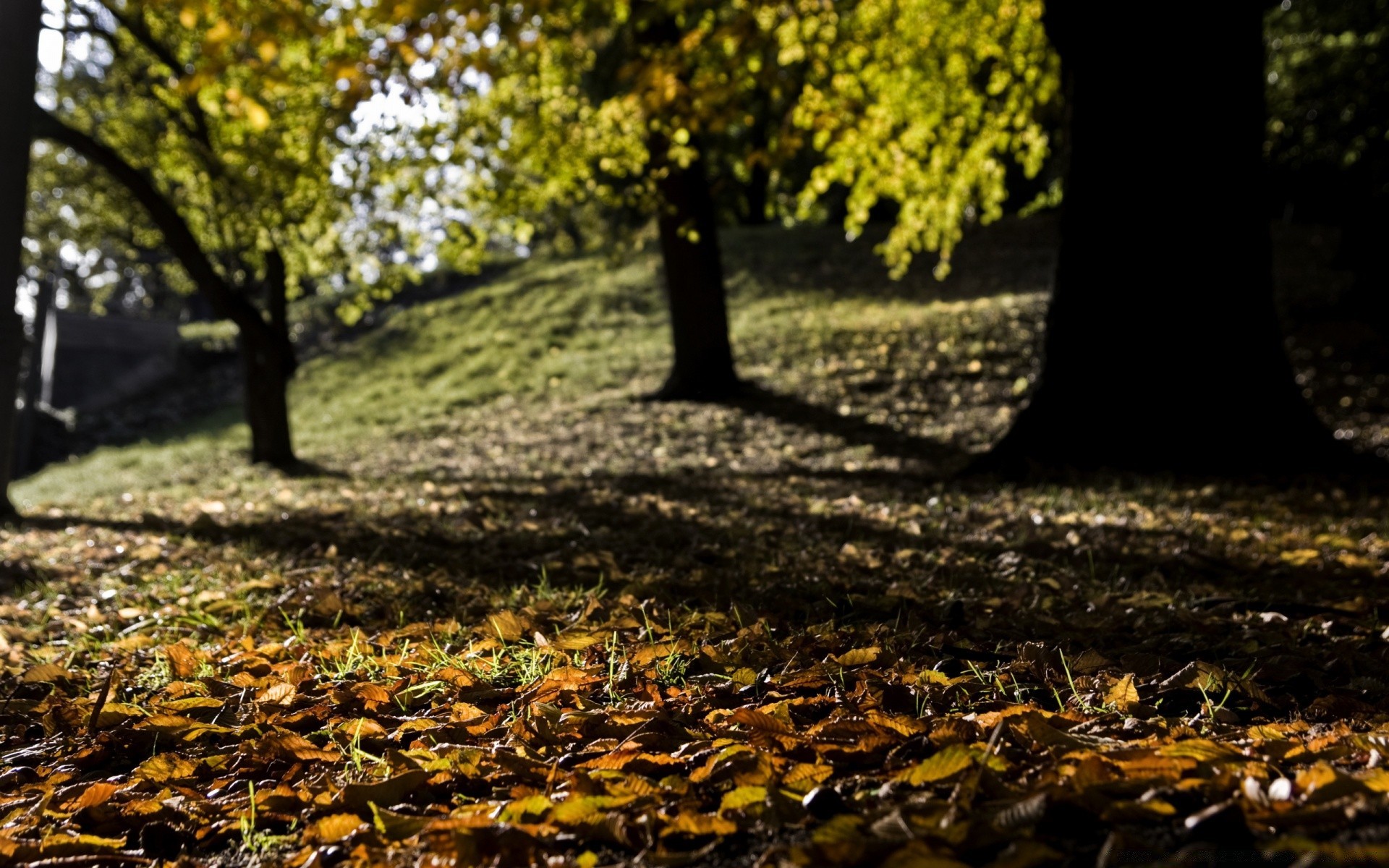 landscapes tree leaf fall nature park wood season outdoors landscape fair weather branch maple gold flora footpath sun guidance environment garden