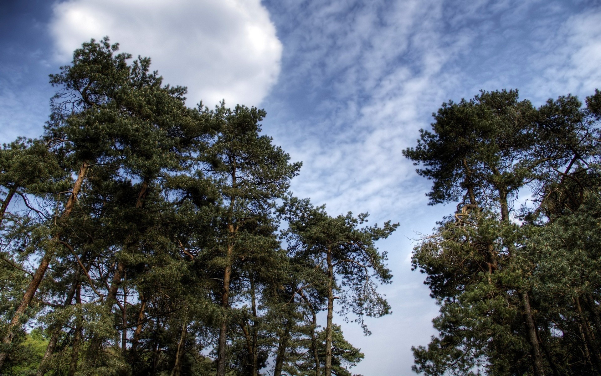 krajobrazy drzewo drewno natura krajobraz sosna na zewnątrz iglaste niebo liść evergreen oddział środowisko park flora wysoki dobra pogoda sezon lato