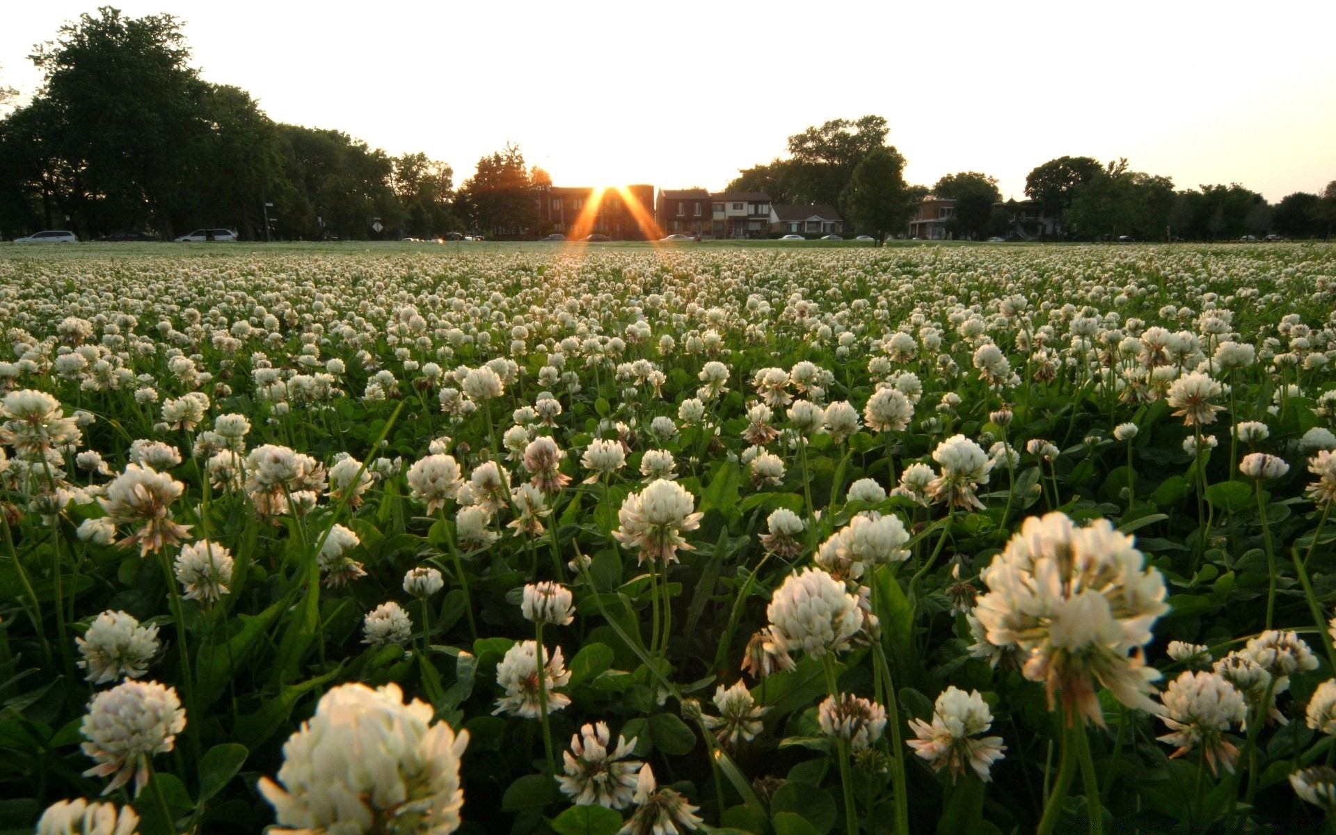 landscapes flower field floral nature flora summer hayfield blooming grass agriculture outdoors petal garden color leaf farm