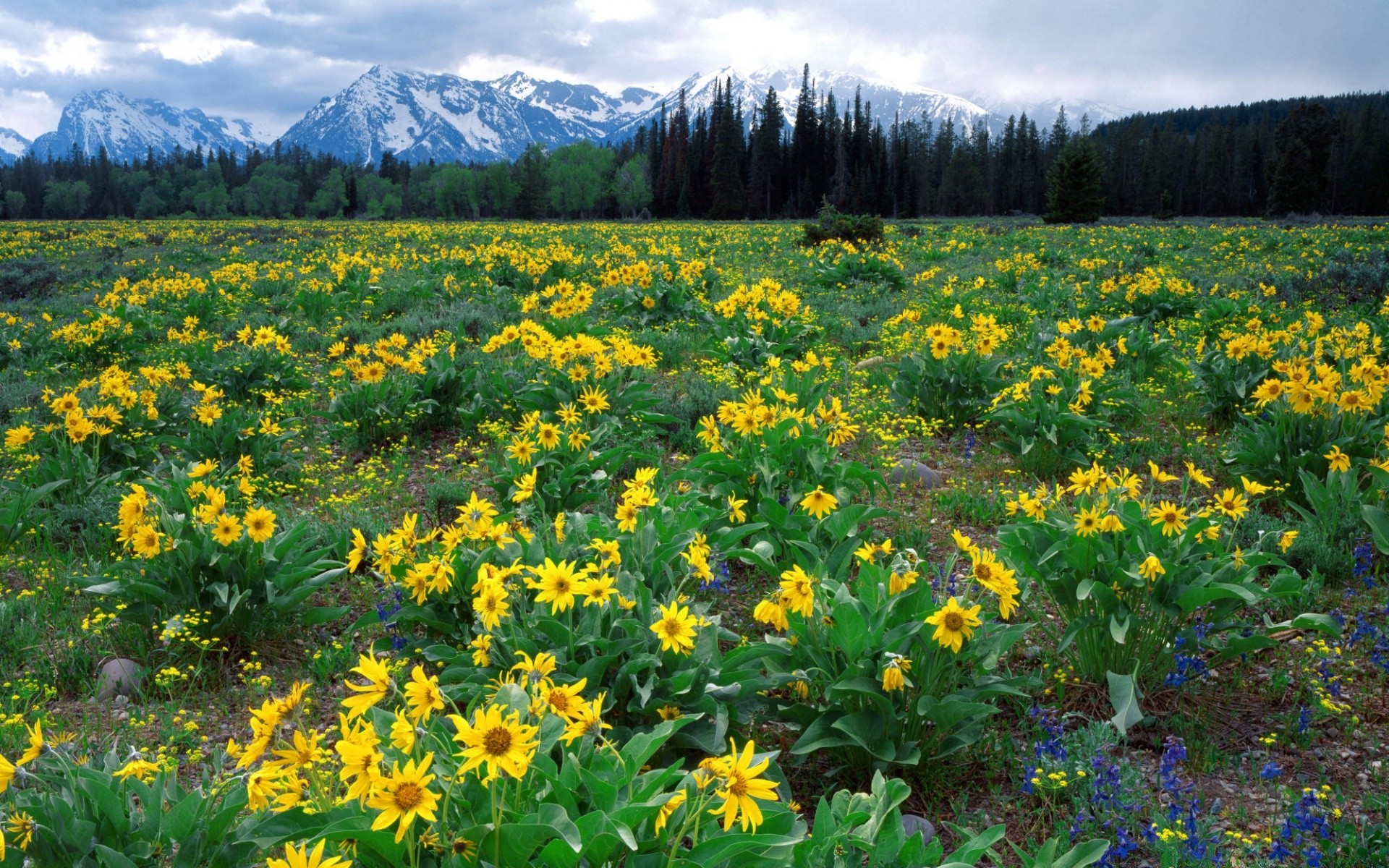 paesaggio natura fiore flora fieno paesaggio estate campo stagione all aperto foglia erba bel tempo rurale crescita soleggiato