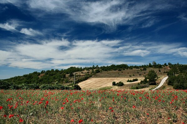 Poppy field on summer days