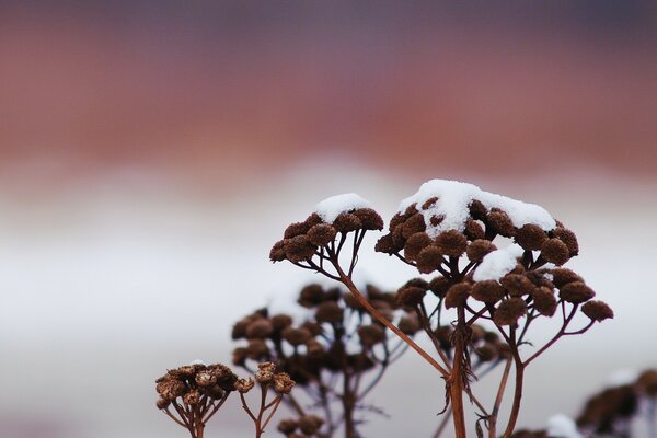 Planta en la nieve al amanecer