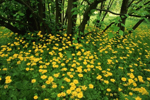 Clareira de flores amarelas na floresta