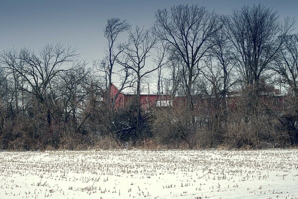 A lonely house in the middle of the forest