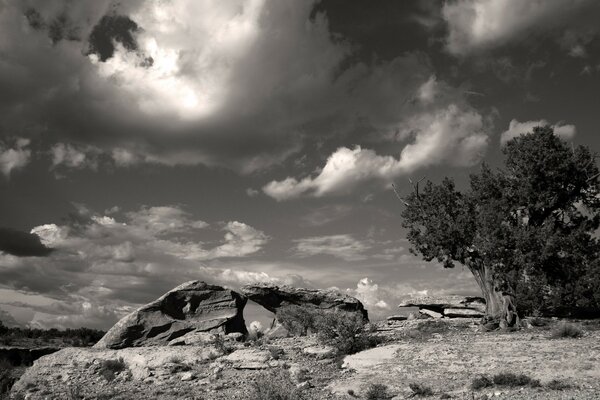 Immagine monocromatica del paesaggio estivo