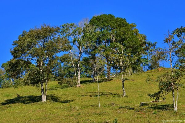 Alberi soffici giorno d estate