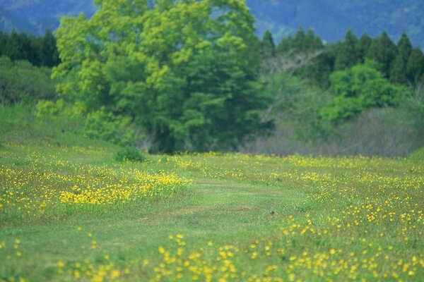 Rural chic field in the forest