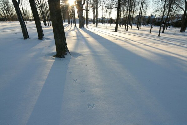 Kalte Winterlandschaft des Waldes