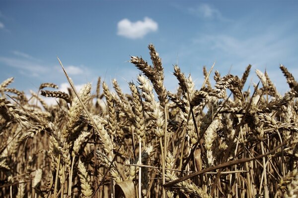 Spighe di grano mature sotto il cielo blu