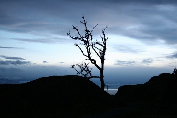 A withered lonely tree against the background of the night sky