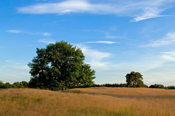 Quercia solitaria tra i boschi