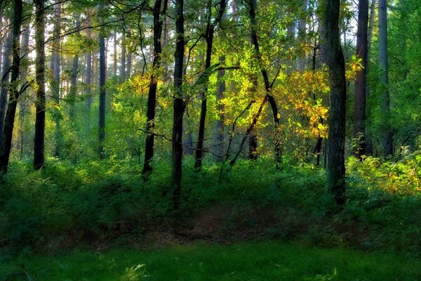 Paysage forestier, arbres et arbustes