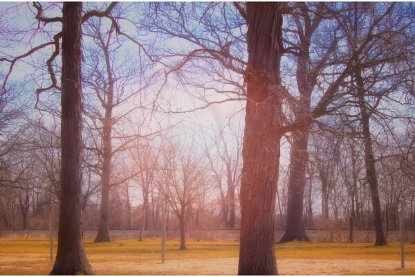 Bellissimo paesaggio di alberi autunnali