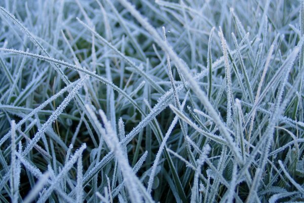 Gras an einem frostigen Morgen im Frost