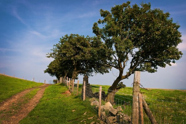 Paesaggio su uno sfondo di albero ed erba