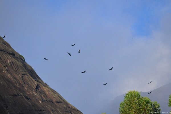 Los pájaros giran sobre la ladera de la montaña