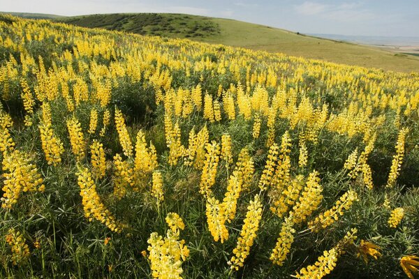 Landschaft der Natur mit gelben Blüten