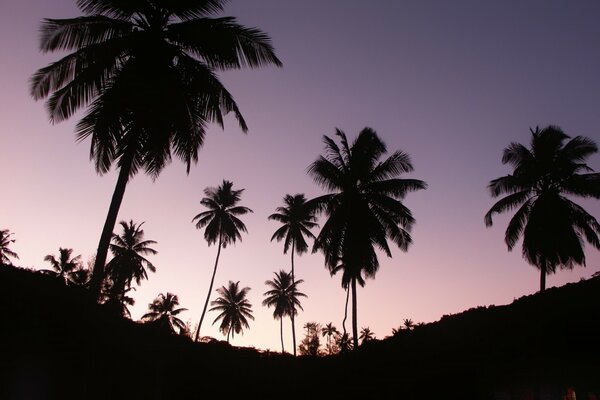 Palmeras altas contra el cielo