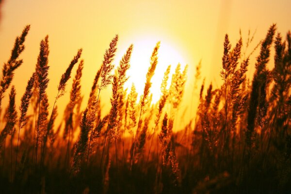 Épis de blé au coucher du soleil