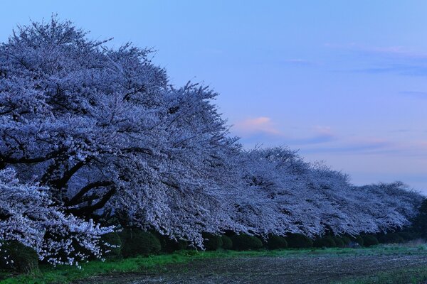 Beautiful trees and sky