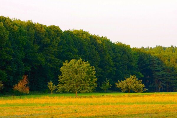 Die gelbe und grüne Farbe der Natur passt wunderbar in die Landschaft