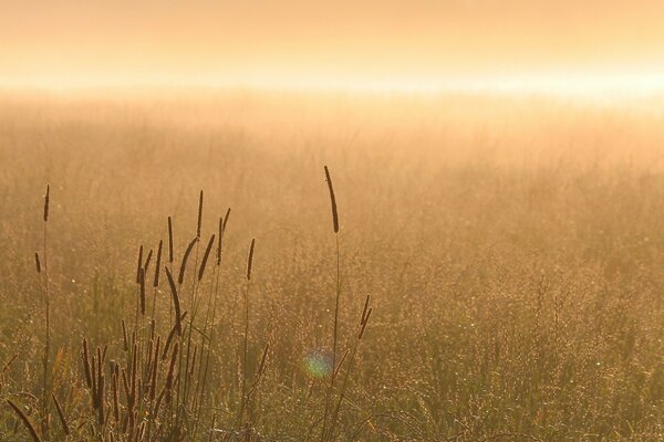 Brume légère sur le champ du matin